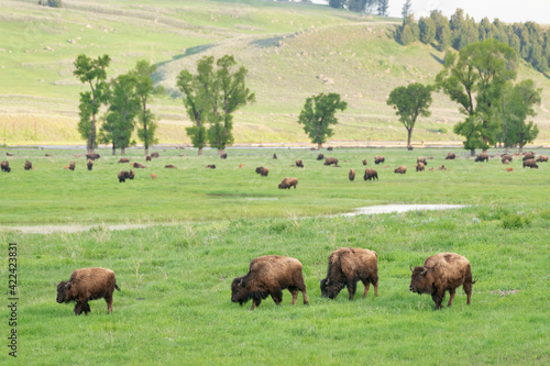 Yellowstone National Park, Lamar Valley. Bison enjoying the green grass of spring.