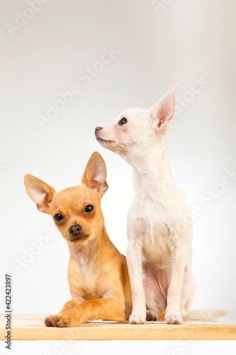 Two chihuahua dogs with white background One of the dogs is brown in color and is lying down and looking at the camera and the other is white in color standing and looking to the side. © Aida Servi