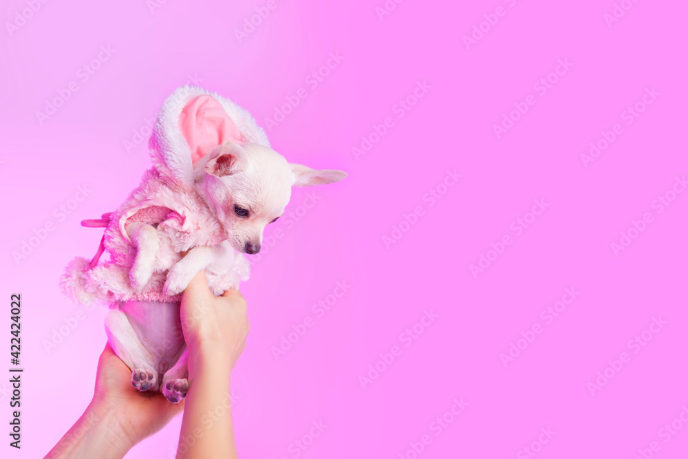 White chihuahua puppy on pink studio background