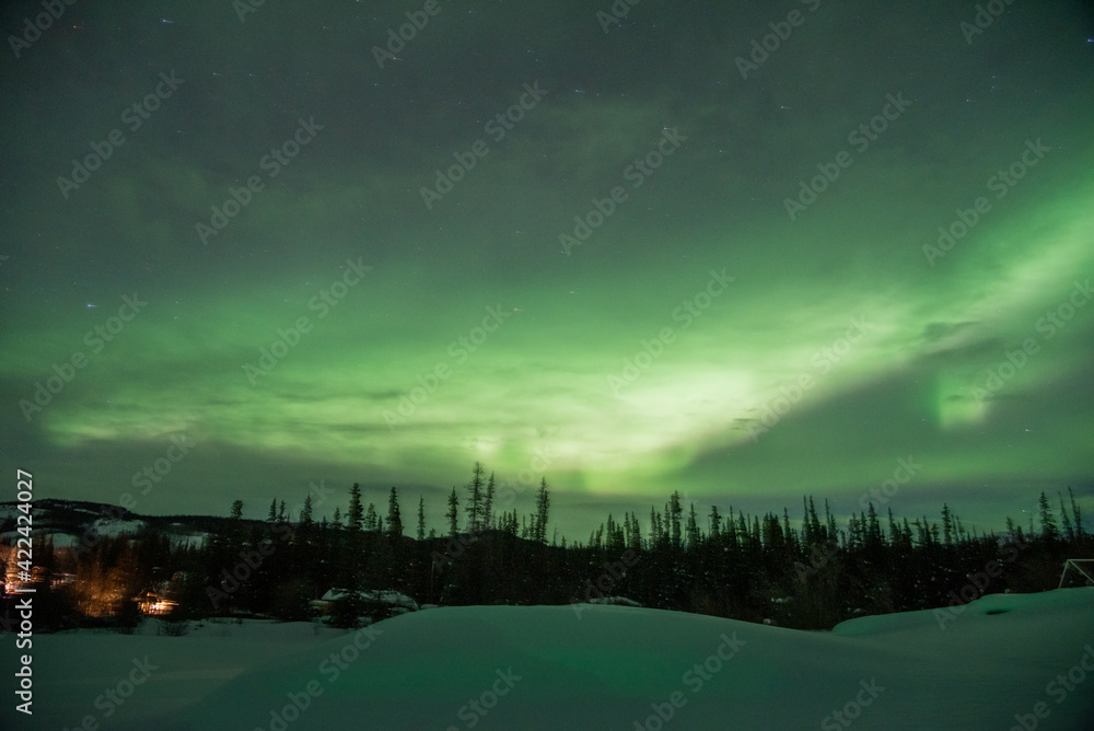 An amazing display of northern lights aurora borealis seen in north Canada Yukon Territory with green dancing sky above wilderness forest woods area. 