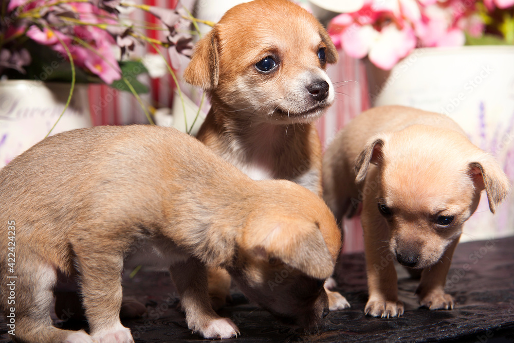1 month old chihuahua puppies on stage