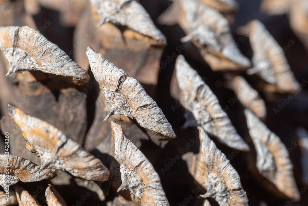 close up of a pine cone