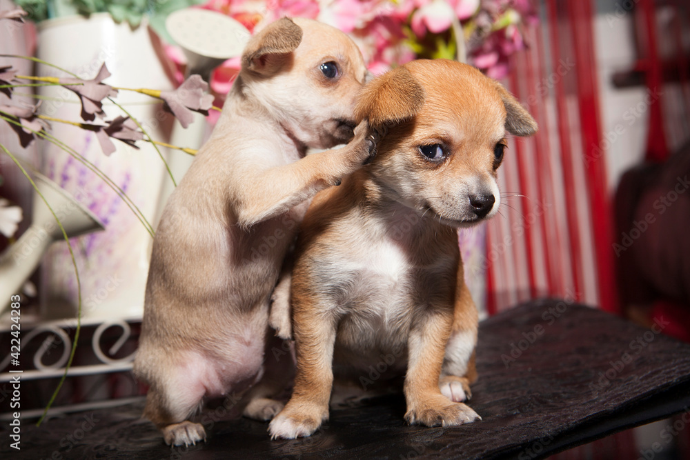 a 1 month old chihuahua puppy on flower background a 1 month old chihuahua puppy on flower background