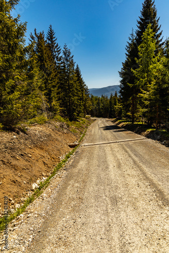 Long mountain trail in Jizera Mountains with high trees around