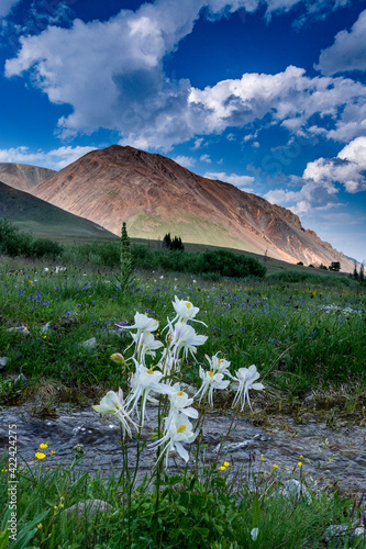 Columbine and small creek, Absaroka Mountains near Cody and Meeteetse, Wyoming, USA.