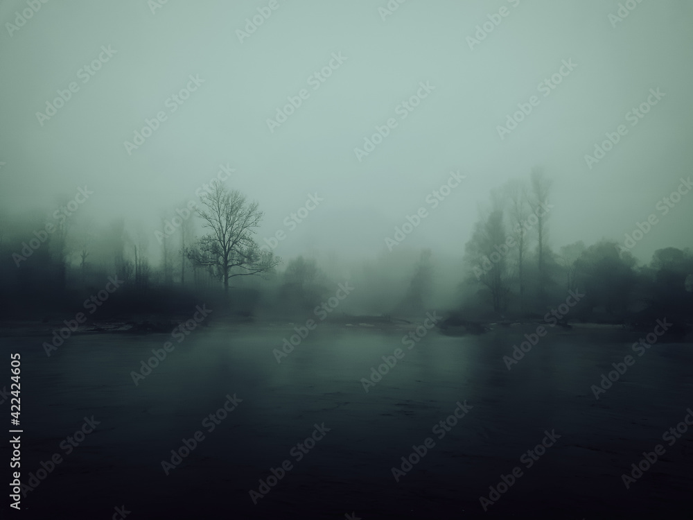 Fototapeta premium misty morning in the forest
