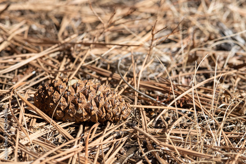 close up of cones