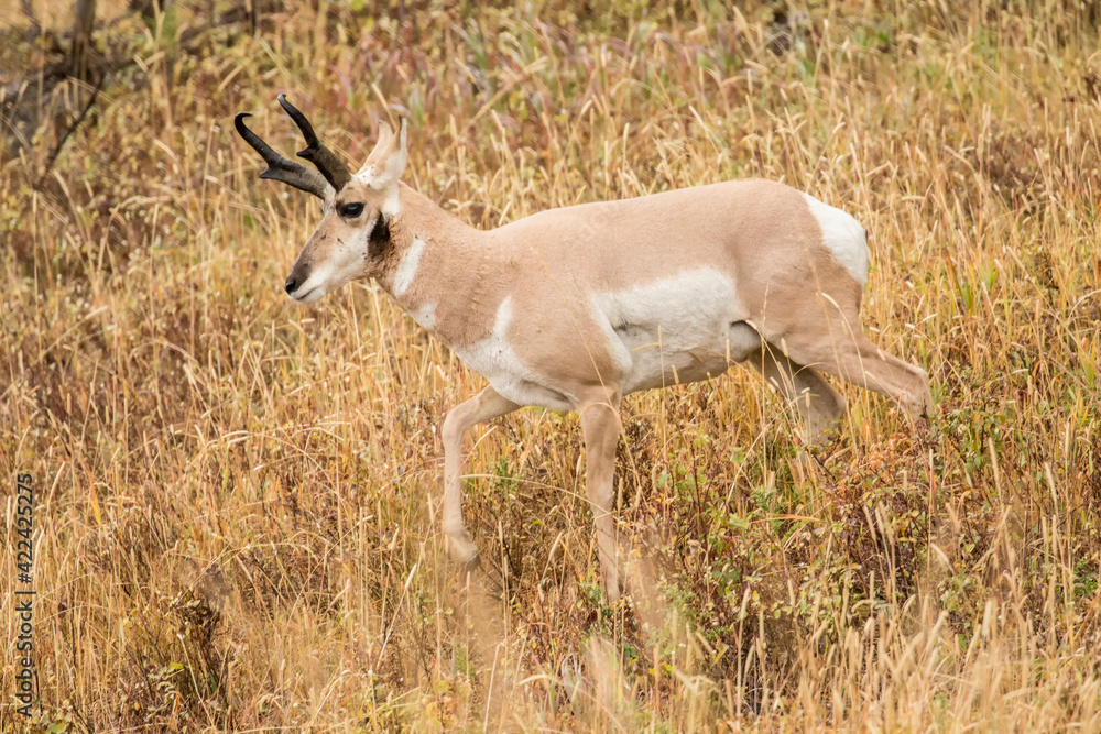 Yellowstone National Park, Wyoming, USA. Adult male pronghorn antelope walking in tall grass. Yellowstone National Park, Wyoming, USA. Adult male pronghorn antelope walking in tall grass.