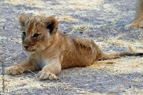 Löwenbaby, frei geboren