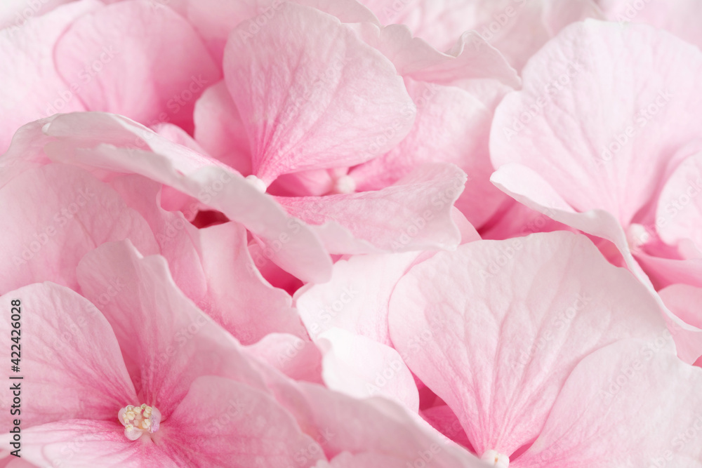 Pink hydrangea closeup. Pink abstract flowers background. Macro flowers. Greeting card