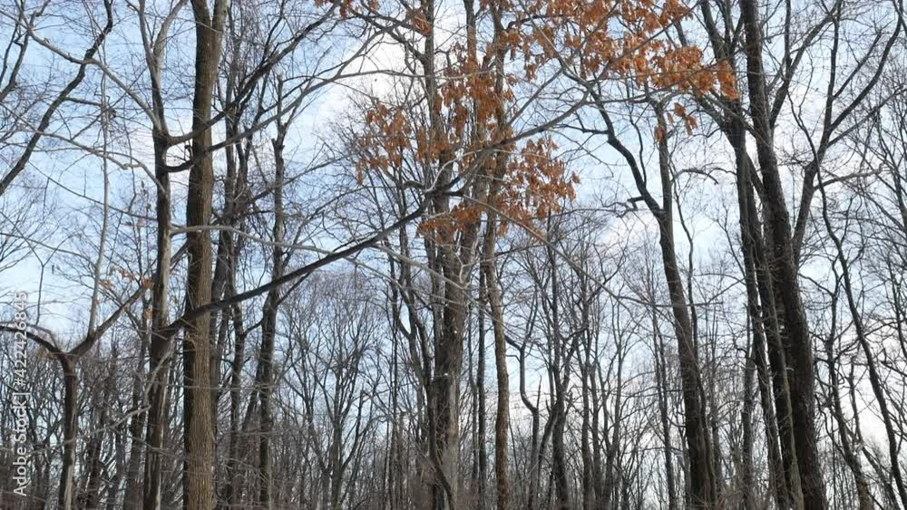 the last tree with golden leaves in winter in the park the last tree with golden leaves in winter in the park