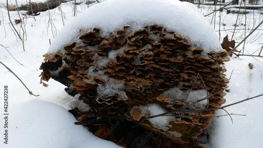 fungi on big fallen tree covered with snow in the park in winter
