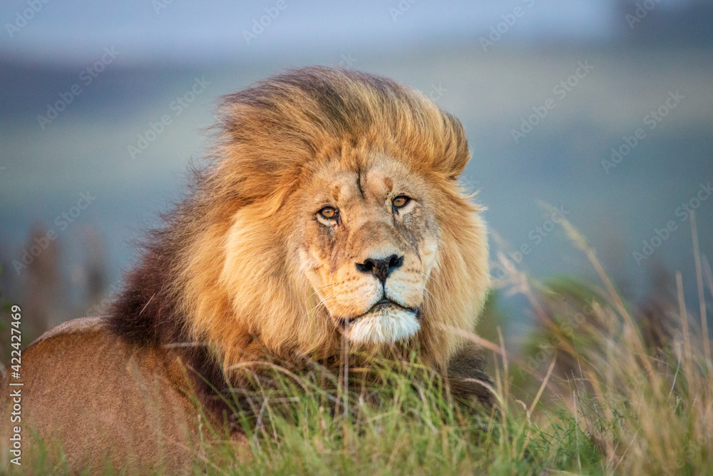 Portrait of a single male lion in South Africa looking regal. Portrait of a single male lion in South Africa looking regal.