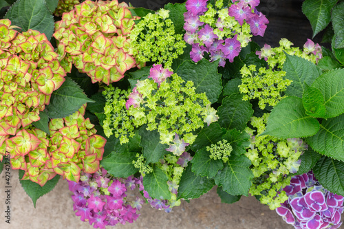 Colored flowers hydrangea，Hydrangea macrophylla，Forever Summer，Endless Summer © Jianyi Liu 