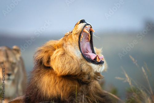 Roaring male lion in South Africa lying on the ground with blurred female in the background.