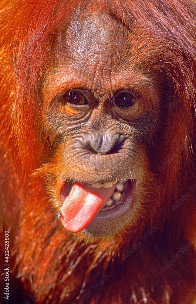 A young orangutan with a fly on its tongue!