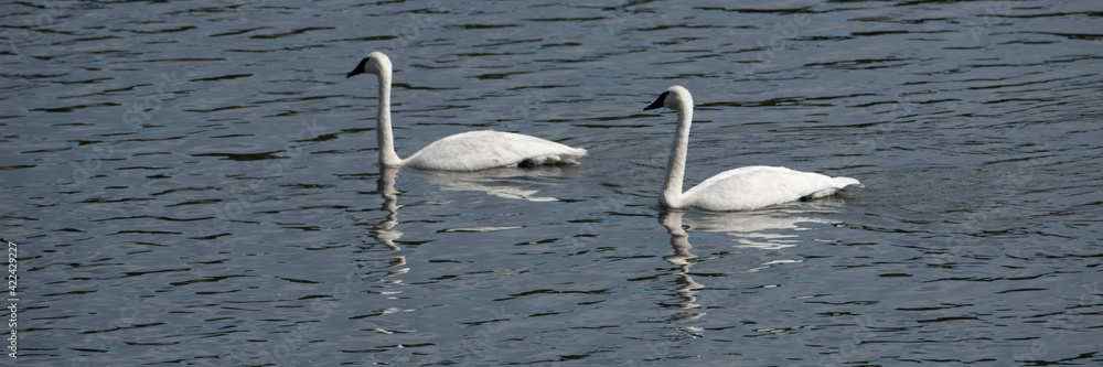 USA, Wyoming. Panoramic image of swans with reflection in Yellowstone National Park. USA, Wyoming. Panoramic image of swans with reflection in Yellowstone National Park.