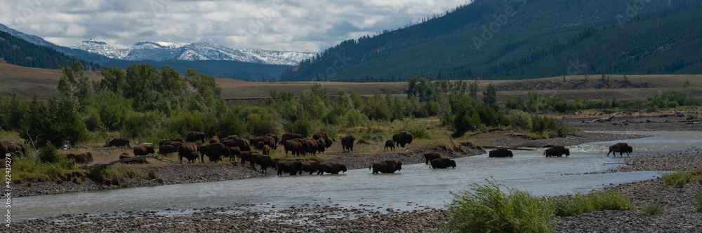 USA, Wyoming. Panoramic image of bison in the Lamar Valley, Yellowstone National Park.