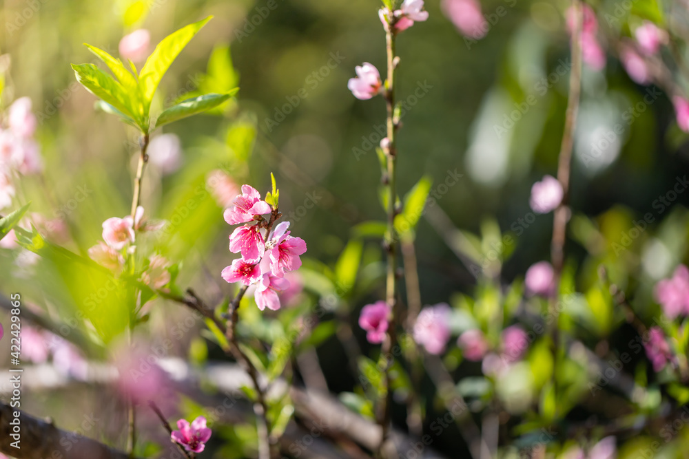 Sakura flowers blooming blossom in Chiang Mai, Thailand Sakura flowers blooming blossom in Chiang Mai, Thailand