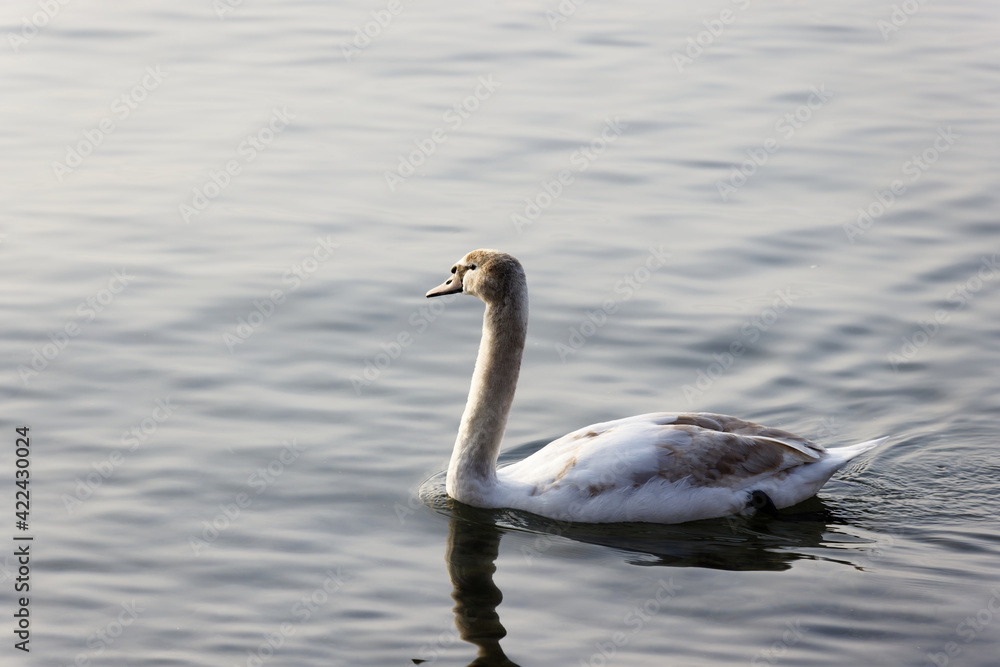 Fototapeta premium young swan with white-brown plumage swims on the lake, the feathers are first brown and then change color during growth to white, by day, without people