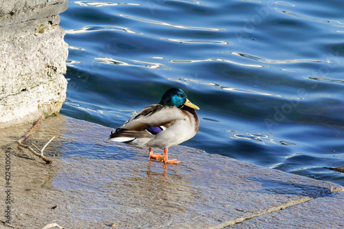 funny duck male standing next to a wall on the shore of a blue lake, in the sunset, without people