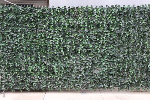 ivy wall