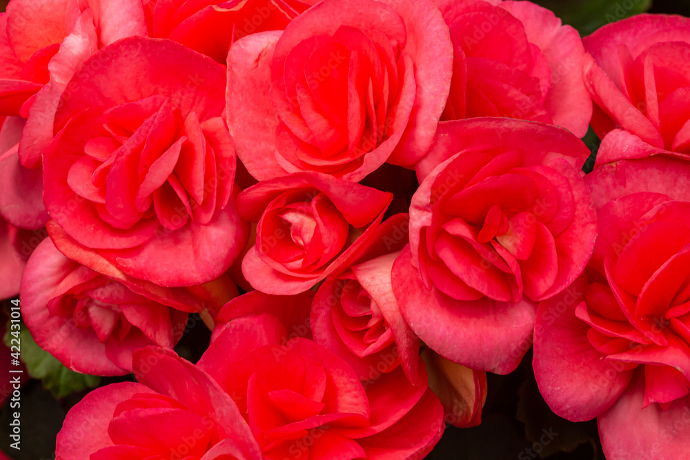 Obraz premium Red roses for lovers
