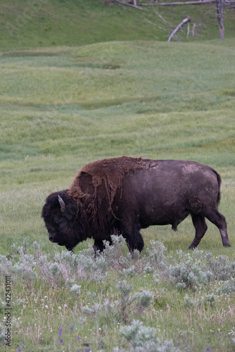 USA, Wyoming. Bison grazing, Yellowstone National Park.