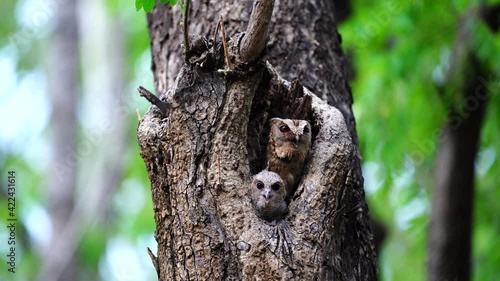 owl family stay in a tree’s hole