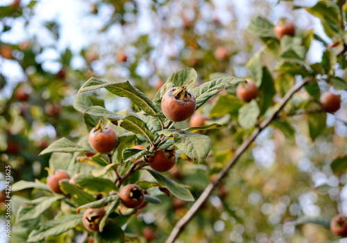 Принти на полотні Medlar fruit on a branch of medlar tree