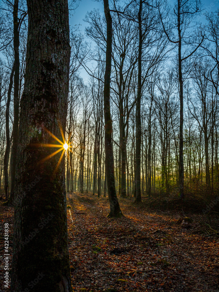 Fototapeta premium autumn in the woods