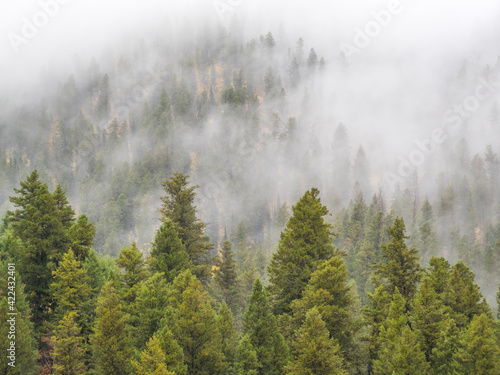 USA, Wyoming, Hoback, clouds intermingling with evergreens on rainy morning photo