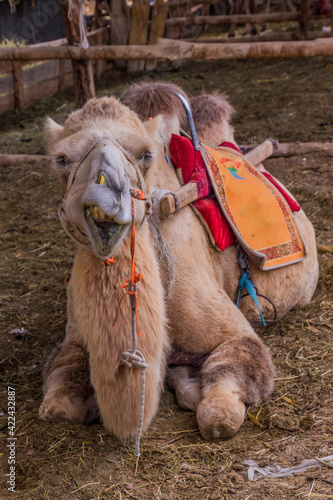 Camel in stables near Singing Sands Dune near Dunhuang, Gansu Province, China