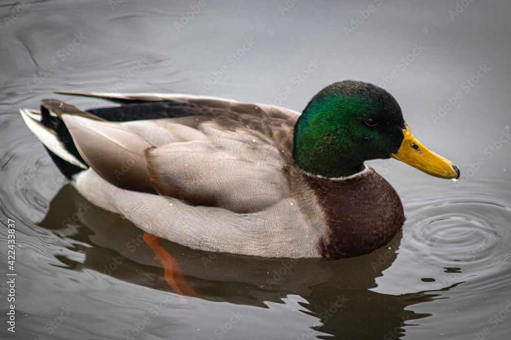 Fototapeta premium duck on a lake