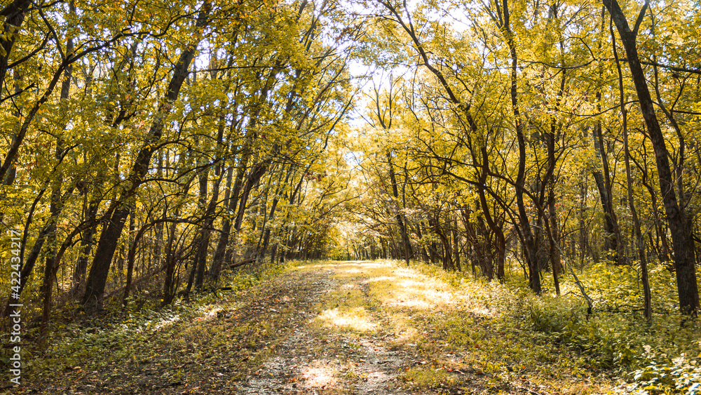 Fototapeta premium autumn in the forest