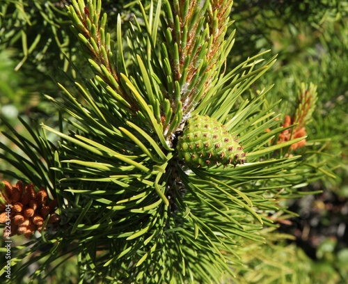 Lodgepole Pine (Pinus contorta) cone on a tree in Beartooth Mountains, Montana