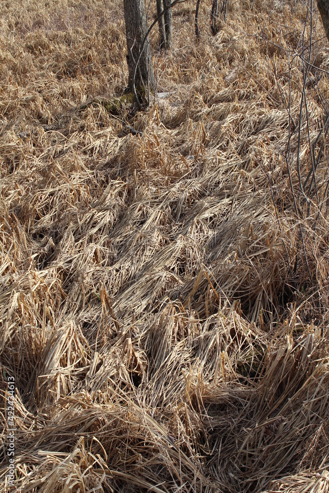 Naklejka premium bird nest in the grass