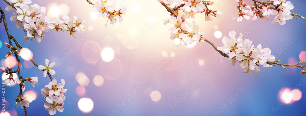 Flowering Spring, sakura blossoming branches on blue sky background with bokeh, light. Happy Easter holiday, top view, banner