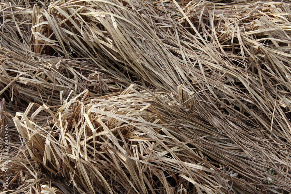 dry grass background dry grass background