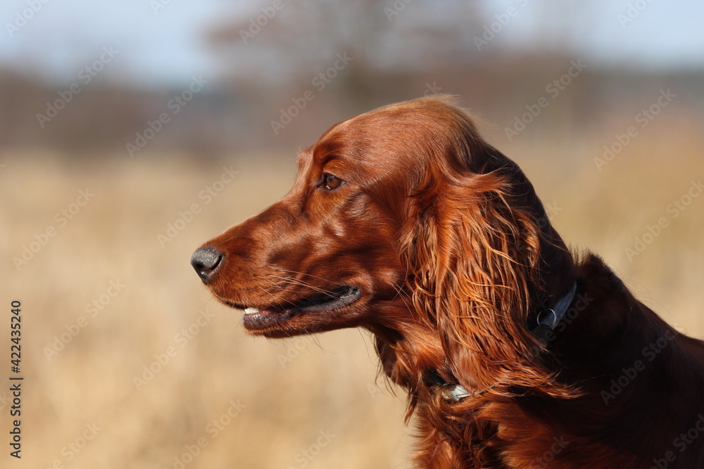 portrait of a red dog, setter