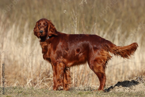 Obraz na płótnie Irish Setter free range, portrait