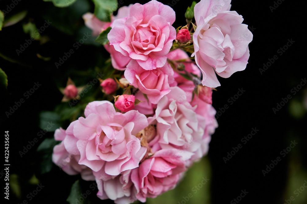 English roses are among the most popular with home gardeners. These hybrid shrubs or climbers combine the full-petaled flower form and intense fragrance of old roses with the wider color range