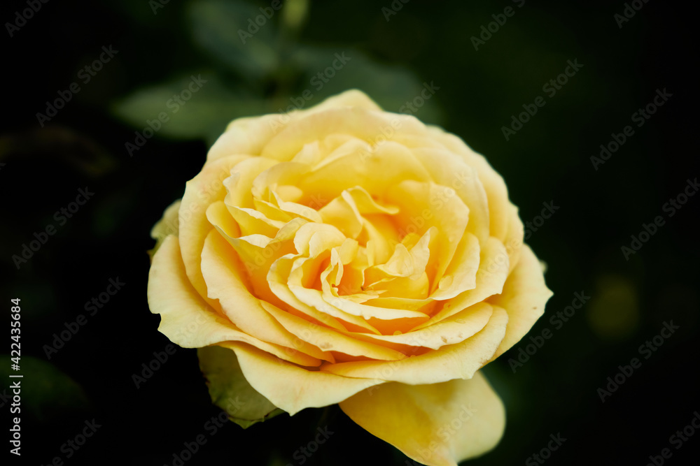 Yellow, Hybrid Tea roses provide a colorful display from late Spring to late Autumn. Upright bushes produce classically shaped blooms on long stems making Yellow, Hybrid Tea roses provide a colorful display from late Spring to late Autumn. Upright bushes produce classically shaped blooms on long stems making