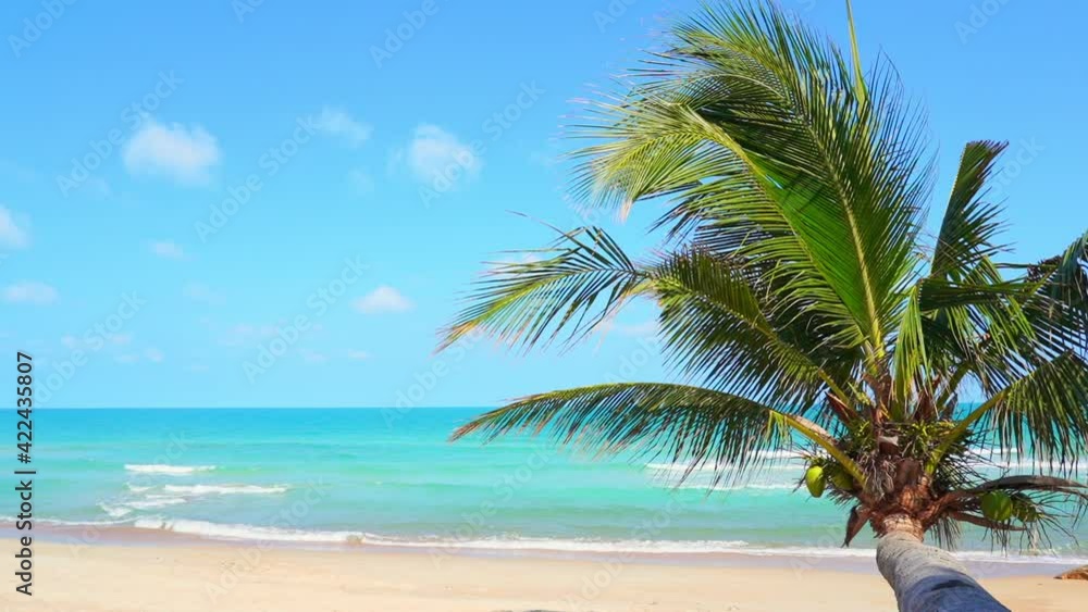 A horizontal coconut palm tree juts out over the sands of a deserted beach. Title space A horizontal coconut palm tree juts out over the sands of a deserted beach. Title space