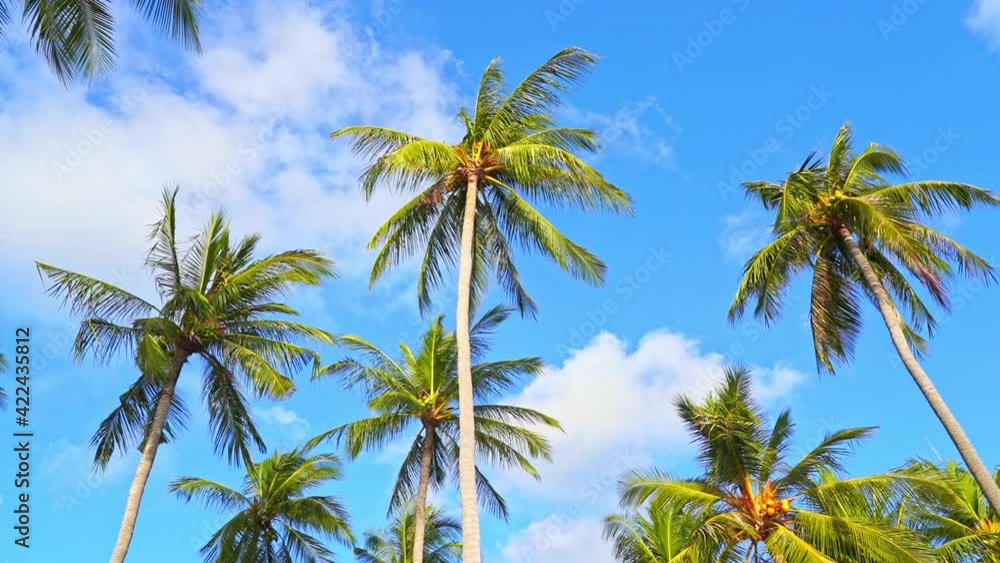 Coconut palm trees framed against a tropical blue sky. Coconut palm trees framed against a tropical blue sky.