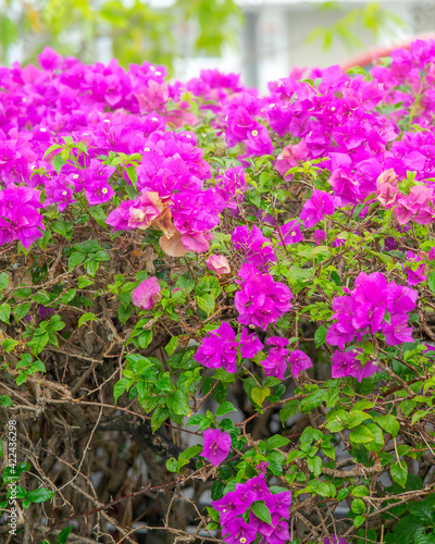 Blooming bougainvillea flowers. Floral background. Violet bougainville flowers blooming in the park in Malaysia.