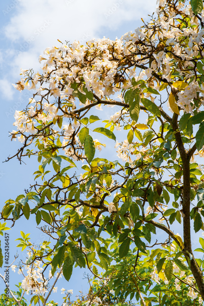 branch of pink tecoma flower tree ( Tabebuia rosea ) branch of pink tecoma flower tree ( Tabebuia rosea )