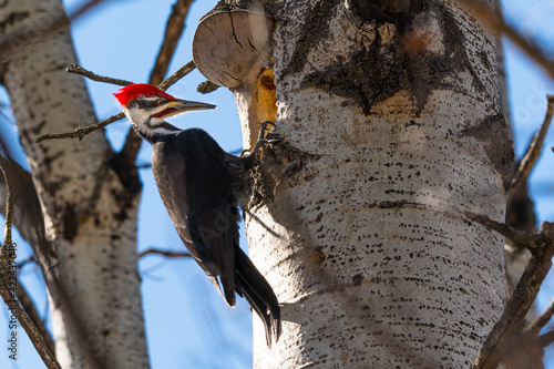 Male adult Pileated Woodpecker (Dryocopus pileatus) bird building a nest in a tree trunk wildlife background