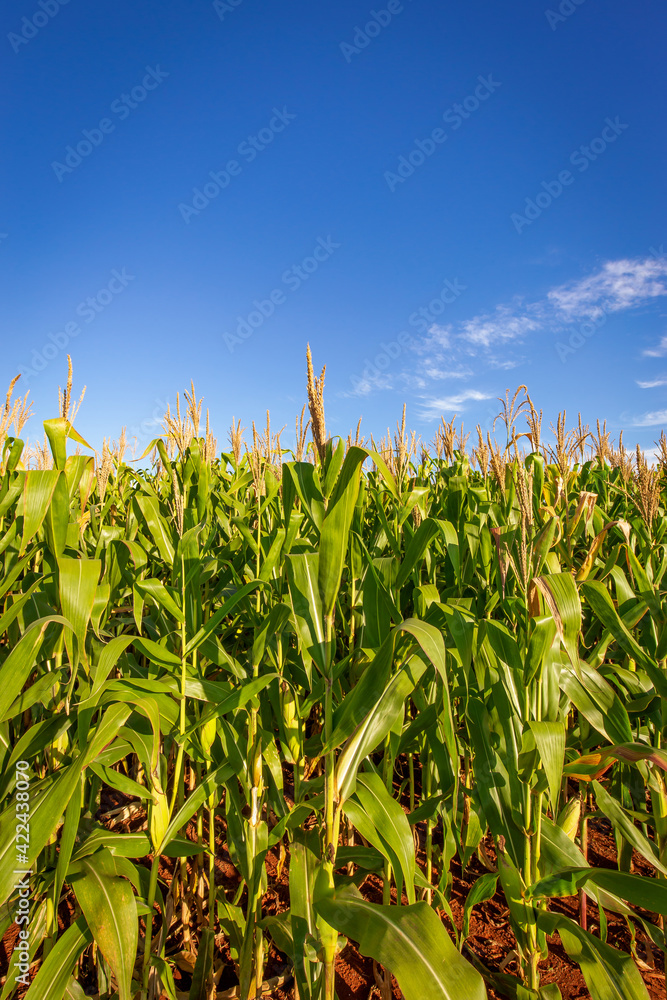 Obraz premium Corn plantation in a sunny day. Agricultural photography.