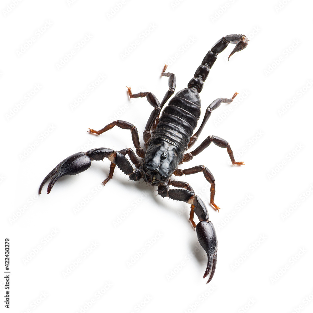 Black scorpion isolated on white background. Black scorpion isolated on white background.